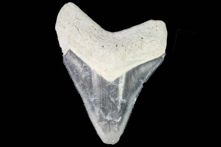 Serrated, Fossil Megalodon Tooth - Florida #110470